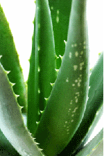 Aloe Vera Plante